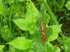 Limnephilus rhombicus