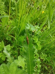 Limnephilus rhombicus