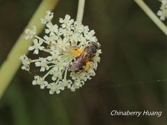 Lasioglossum subopacum