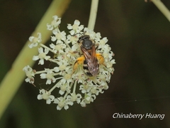 Lasioglossum subopacum