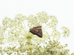 Dodona formosana