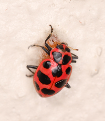 Dinocampus coccinellae
