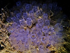 Clavelina moluccensis