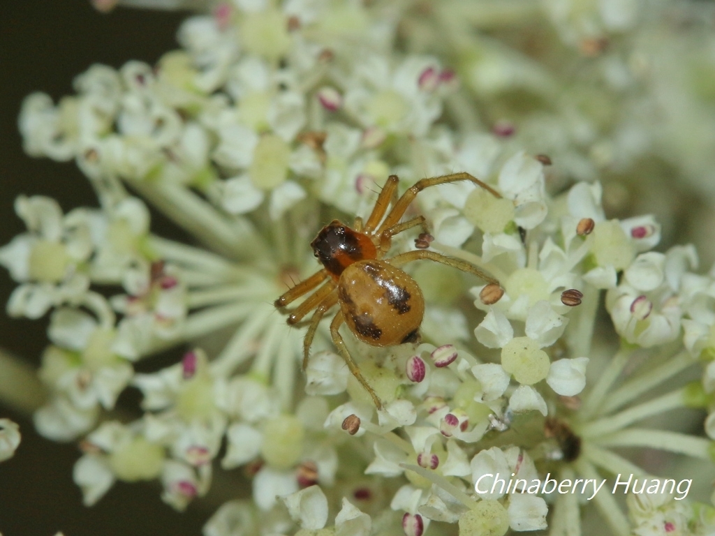Lysiteles silvanus