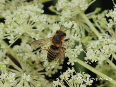 Megachile rufovittata