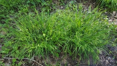 Carex prasina