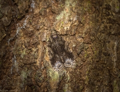 Polylopha epidesma