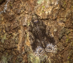 Polylopha epidesma