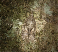 Polylopha epidesma