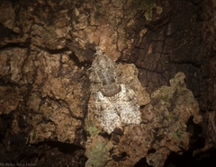 Polylopha epidesma