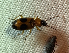 Badister neopulchellus