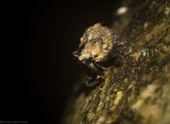 Brachyphyes thoracicus