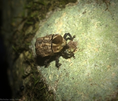 Brachyphyes thoracicus