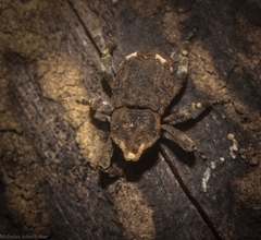 Poropterus bisignatus