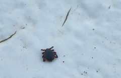 Rhipicephalus gertrudae