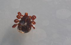 Rhipicephalus gertrudae