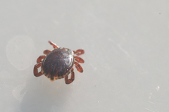 Rhipicephalus gertrudae