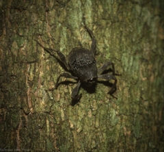 Onidistus araneus