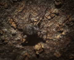 Onidistus araneus