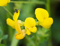 Rivellia syngenesiae