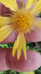 Gaillardia aestivalis