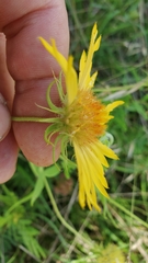 Gaillardia aestivalis