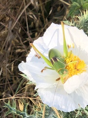 Pediodectes haldemanii