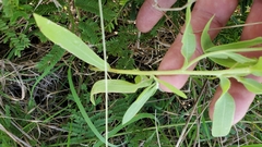 Gaillardia aestivalis