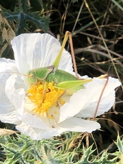 Pediodectes haldemanii