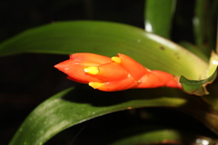 Guzmania melinonis