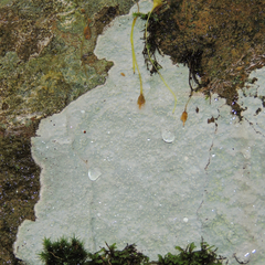 Phlyctis petraea