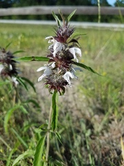 Monarda clinopodioides