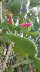 Opuntia auberi