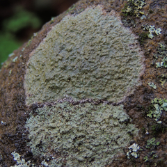 Phlyctis petraea