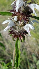 Monarda clinopodioides