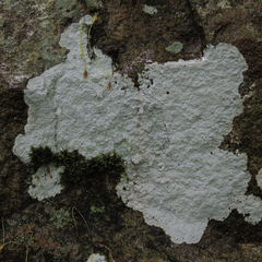 Phlyctis petraea