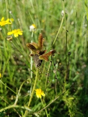 Mimosa hystricina