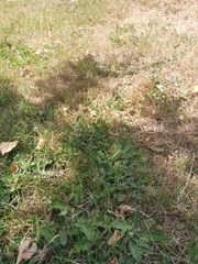 Pilosella aurantiaca