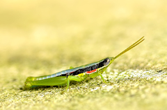 Orthacridini