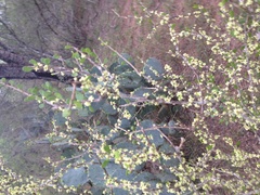 Schaefferia cuneifolia