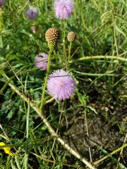 Mimosa hystricina