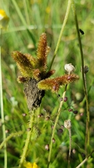 Mimosa hystricina