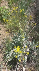 Isatis tinctoria