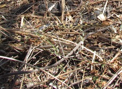 Pituophis deppei