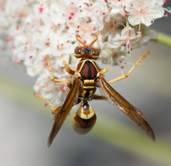 Polistes dorsalis californicus