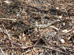 Pituophis deppei
