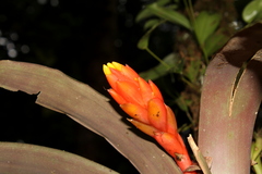 Guzmania melinonis