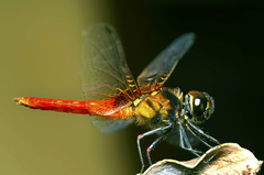 Aethriamanta brevipennis