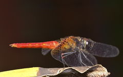 Aethriamanta brevipennis