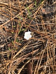 Stylisma patens angustifolia